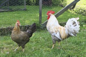 Jærhøns i hønsegården. Foto: J. L. Gjerstad