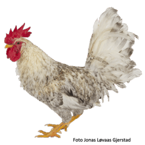 Gråstripet hane. Foto: J. L. Gjerstad