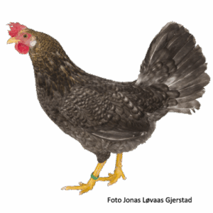 Gråstripet høne. Foto: J. L. Gjerstad