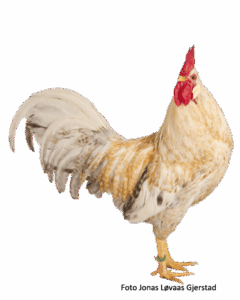 Gul-brun (lys) hane. Foto: J.L. Gjerstad