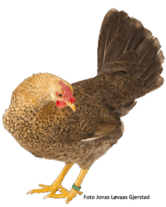 Brun-gul (mørk) høne. Foto: J. L. Gjerstad