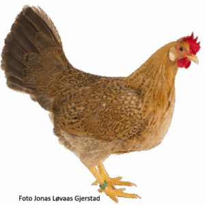 Gul-brun (lys) høne. Foto: J.L. Gjerstad