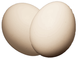 Jærhøns egg. Foto: J. L. Gjerstad