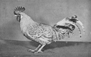 Jærhane nr 444, svart tverrstripet