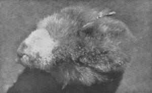 Jærhane nr 450, brun med stor lys nakkeflekk