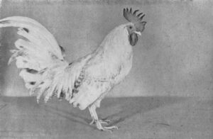 Jærhane nr 455, brun tverrstripet (lys)