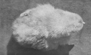 Jærhane nr 455, lys jærhøns.