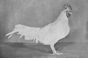 Jærhane nr 476, ekstra lys hane. Det er ingen kyllingfoto av denne hanen.