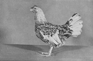 Jærhøne nr 449, brunspraglete med tverrstriping (Rypefarget)