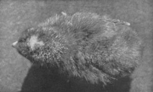 Jærhøne nr 452, brun med liten lys nakkeflekk.