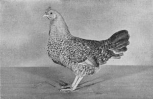 Jærhøne nr 452, brun tverrstripet, normaltype.